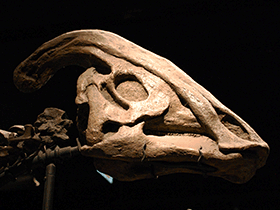 Schädel des Parasaurolophus / clio1789. Creative Commons NonCommercial-NoDerivs 2.0 Generic (CC BY-NC-ND 2.0) Schädel des Parasaurolophus / clio1789. Creative Commons NonCommercial-NoDerivs 2.0 Generic (CC BY-NC-ND 2.0)