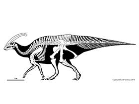 Skelettzeichnung des Parasaurolophus / © Scott Hartman. Verwendet mit freundlicher Genehmigung des Autors Skelettzeichnung des Parasaurolophus / © Scott Hartman. Verwendet mit freundlicher Genehmigung des Autors