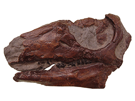 Schädel des Parksosaurus Schädel des Parksosaurus / Bild ist gemeinfrei (Public domain)