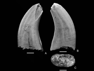“Paronychodon" Zahn (NMMNH P-30233) / © Williamson & Brusatte