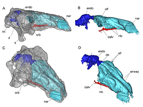 3D Darstellung des Schädels / Paulina-Carabajal et al. Creative Commons 4.0 International (CC BY 4.0)