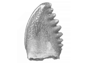 Holotyp des Pectinodon / Larson & Currie. Creative Commons 4.0 International (CC BY 4.0) Holotyp des Pectinodon / Larson & Currie. Creative Commons 4.0 International (CC BY 4.0)