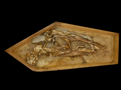 Holotyp des Pelecanimimus / © Cuesta et al.