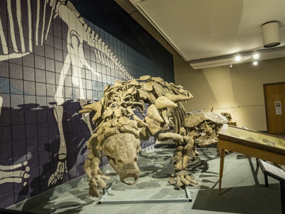 Peloroplites / © George Lamson