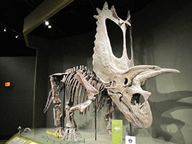 Pentaceratops / Kurt McKee. Creative Commons ShareAlike 2.0 Generic (CC BY-SA 2.0) Pentaceratops / Kurt McKee. Creative Commons ShareAlike 2.0 Generic (CC BY-SA 2.0)