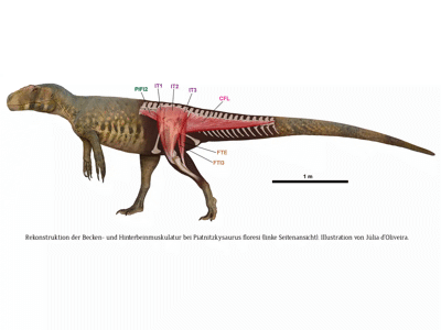 Becken- & Beinmuskulatur des Piatnitzkysaurus / © Júlia d'Oliveira
