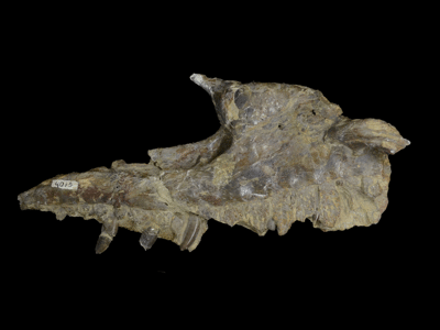 Linker Oberkiefer des Piatnitzkysaurus / © Pradelli et al.