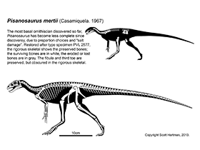 Pisanosaurus / © Scott Hartman. Verwendet mit freundlicher Genehmigung des Autors. Pisanosaurus / © Scott Hartman. Verwendet mit freundlicher Genehmigung des Autors.
