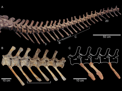 Schwanzwirbel / © Schaeffer et al. Schwanzwirbel / © Schaeffer et al.
