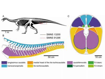 Muskelrekonstruktion / © Schaeffer et al. Muskelrekonstruktion / © Schaeffer et al.