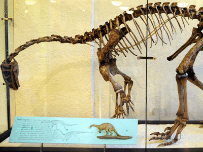 Skelett des Plateosaurus / Vince Smith. Creative Commons ShareAlike 2.0 Generic (CC BY-SA 2.0) Skelett des Plateosaurus / Vince Smith. Creative Commons ShareAlike 2.0 Generic (CC BY-SA 2.0)