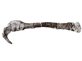 Holotyp des Pneumatoraptor / Csiki-Sava et al. Creative Commons 4.0 International (CC BY 4.0) Holotyp des Pneumatoraptor / Csiki-Sava et al. Creative Commons 4.0 International (CC BY 4.0)