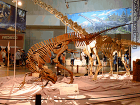 Probactrosaurus / Kumiko. Creative Commons ShareAlike 2.0 Generic (CC BY-SA 2.0) Probactrosaurus / Kumiko. Creative Commons ShareAlike 2.0 Generic (CC BY-SA 2.0)