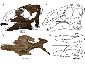 Holotyp des Probrachylophosaurus /
Freedman Fowler
& Horner. Creative Commons 4.0 International (CC BY 4.0) Holotyp des Probrachylophosaurus /
Freedman Fowler
& Horner. Creative Commons 4.0 International (CC BY 4.0)