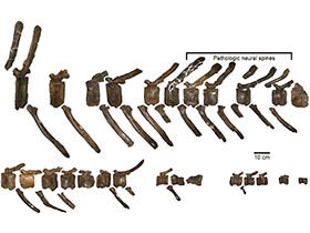 Wirbelknochen des Probrachylophosaurus / Freedman Fowler
& Horner. Creative Commons 4.0 International (CC BY 4.0) Wirbelknochen des Probrachylophosaurus / Freedman Fowler
& Horner. Creative Commons 4.0 International (CC BY 4.0)