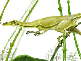 Procompsognathus / © Mineo Shiraishi. Verwendet mit freundlicher Genehmigung des Autors. Procompsognathus / © Mineo Shiraishi. Verwendet mit freundlicher Genehmigung des Autors.