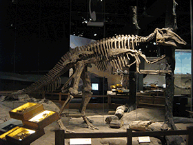 Skelett des Prosaurolophus / Craig Dylke. Creative Commons NonCommercial-NoDerivs 2.0 Generic (CC BY-NC-ND 2.0) Skelett des Prosaurolophus / Craig Dylke. Creative Commons NonCommercial-NoDerivs 2.0 Generic (CC BY-NC-ND 2.0)