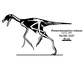 Protarchaeopteryx / Jaime Headden. Creative Commons NonCommercial-NoDerivs 3.0 Unported (CC BY-NC-ND 3.0) Protarchaeopteryx / Jaime Headden. Creative Commons NonCommercial-NoDerivs 3.0 Unported (CC BY-NC-ND 3.0)