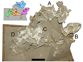 Fossilien des Protoceratops / Hone et al. Creative Commons 4.0 International (CC BY 4.0) Fossilien des Protoceratops / Hone et al. Creative Commons 4.0 International (CC BY 4.0)