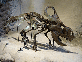 Skelett des Protoceratops / Karen. Creative Commons 4.0 International (CC BY 4.0) Skelett des Protoceratops / Karen. Creative Commons 4.0 International (CC BY 4.0)