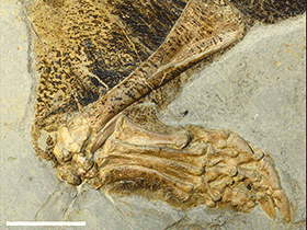 Bein des Psittacosaurus / Vinther et al. Creative Commons 4.0 International (CC BY 4.0) Bein des Psittacosaurus / Vinther et al. Creative Commons 4.0 International (CC BY 4.0)