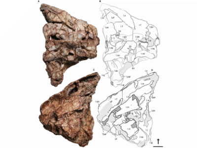 Holotyp-Schädel von Ptychotherates bucculentus / © Srivastava & Nesbitt