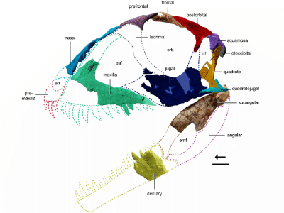 Schädelrekonstruktion von Ptychotherates bucculentus / © Srivastava & Nesbitt