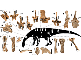 Fossilien des Pulanesaura / McPhee et al. Creative Commons 4.0 International (CC BY 4.0) Fossilien des Pulanesaura / McPhee et al. Creative Commons 4.0 International (CC BY 4.0)