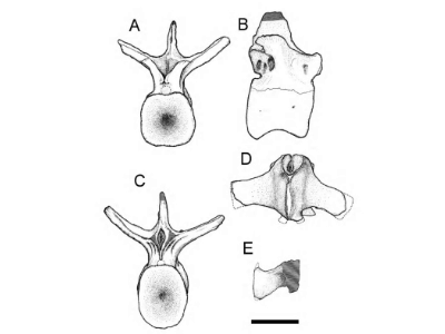 Zeichnung der Wirbelknochen / © Kellner & Campos
