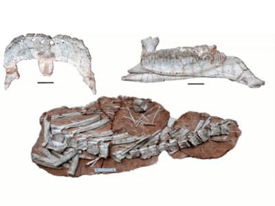 Fossilien / © Dai et al.