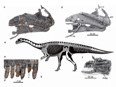 Fossilien / © Han et al.