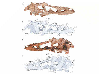 Schädel / © Foster et al.
