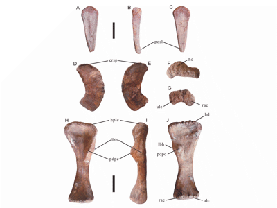 Fossilien / © Mo et al.