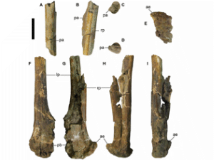 Pubis des Qiupalong / McFeeters et al. Pubis des Qiupalong / McFeeters et al.