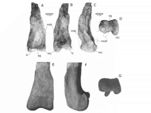 Femur des Quilmesaurus / Juárez Valieri et al. Femur des Quilmesaurus / Juárez Valieri et al.