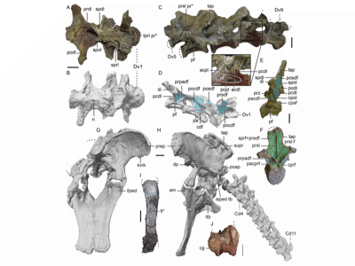 Fossilien / © Mocho et al. Fossilien / © Mocho et al.