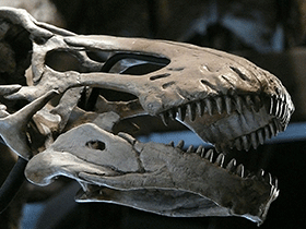 Schädel des Rapetosaurus / j3tdillo. Creative Commons NonCommercial-ShareAlike 2.0 Generic (CC BY-NC-SA 2.0) Schädel des Rapetosaurus / j3tdillo. Creative Commons NonCommercial-ShareAlike 2.0 Generic (CC BY-NC-SA 2.0)
