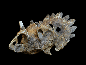 Regaliceratops / © Royal Tyrrell Museum. Verwendet mit freundlicher Genehmigung des Royal Tyrrell Museum of Palaeontology, Drumheller, Alberta Regaliceratops / © Royal Tyrrell Museum. Verwendet mit freundlicher Genehmigung des Royal Tyrrell Museum of Palaeontology, Drumheller, Alberta