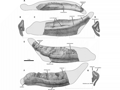 Kieferfragment / © Czepiński et al.