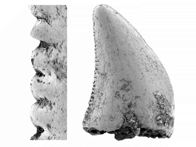 Fossilien / © Larson et al.