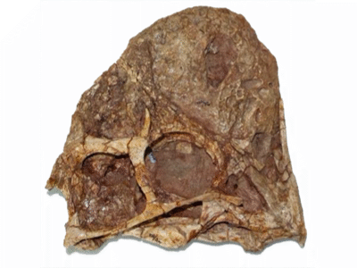 Holotyp-Schädel / © Funston et al.