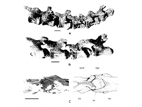 Wirbelknochen des Rinconsaurus / Calvo et al. Creative Commons NonCommercial 3.0 Unported (CC BY-NC 3.0) Wirbelknochen des Rinconsaurus / Calvo et al. Creative Commons NonCommercial 3.0 Unported (CC BY-NC 3.0)