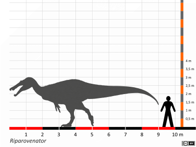 Größenvergleich / Dinodata.de. Creative Commons 4.0 International (CC BY 4.0)