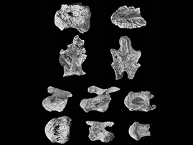 Wirbelknochen des Rocasaurus / Garcia & Salgado. Creative Commons 4.0 International (CC BY 4.0) Wirbelknochen des Rocasaurus / Garcia & Salgado. Creative Commons 4.0 International (CC BY 4.0)