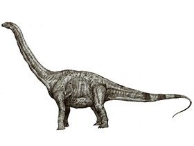 Ruyangosaurus / © Robinson Kunz. Verwendet mit freundlicher Genehmigung des Autors.