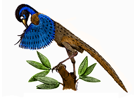 Sinornithosaurus / © Joao Boto Sinornithosaurus / © Joao Boto. Verwendet mit freundlicher Genehmigung des Autors.