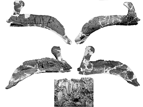 Dentale des Sahaliyania / Godefroit et al. Creative Commons 4.0 International (CC BY 4.0) Dentale des Sahaliyania / Godefroit et al. Creative Commons 4.0 International (CC BY 4.0)