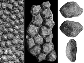 Osteodermen des Saltasaurus / Cerda & Powell. Creative Commons 4.0 International (CC BY 4.0) Osteodermen des Saltasaurus / Cerda & Powell. Creative Commons 4.0 International (CC BY 4.0)