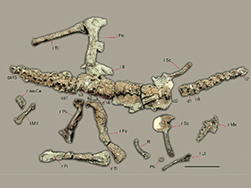 Fossil des Sanjuansaurus / Alcober & Martinez. Creative Commons 3.0 Unported (CC BY 3.0) Fossil des Sanjuansaurus / Alcober & Martinez. Creative Commons 3.0 Unported (CC BY 3.0)