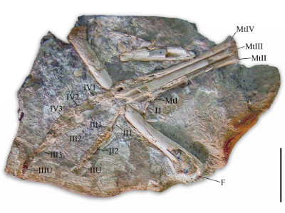 linker Fuß des Santanaraptor / © Delcourt et al.